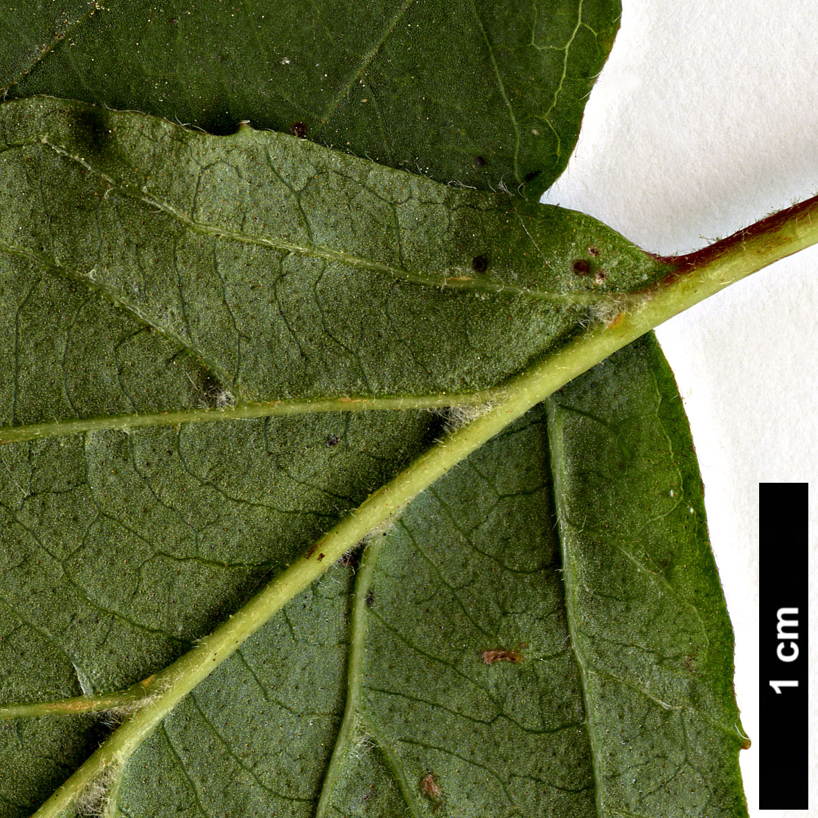 High resolution image: Family: Adoxaceae - Genus: Viburnum - Taxon: 'Oneida' (V.betulifolium × V.dilatatum)